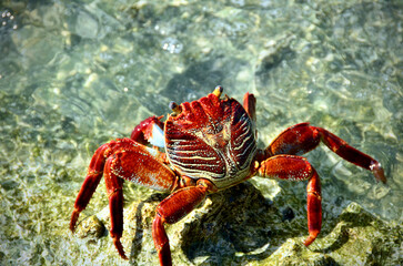 red crab on a rock