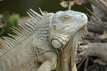 Obraz premium Scaly head of Caribbean green iguana