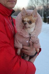 Chihuahua dog in a fashionable jumpsuit in the arms of the owner in winter on a walk