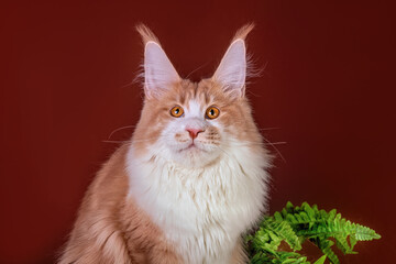 Pretty maine coon cat sitting on stump on brown background.