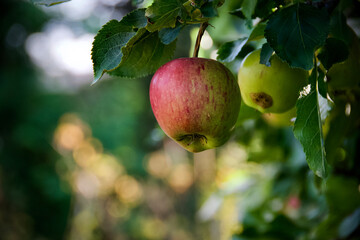 Apples growing on a tree