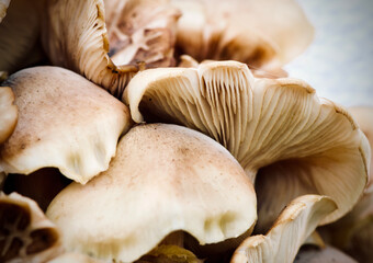 Raw Mushrooms in Close up