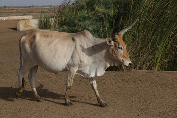 Zebu cow grazes on field in Senegal, Africa. Zebu (Bos indicus or Bos taurus indicus) - indicine cattle or humped cattle (fatty hump). Farm in Senegal. Livestock in Africa. African domestic animal