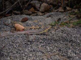 Wide shot of a lizard among small rocks in summer. Iberian animal located in Moratalla, Murcia (Spain). Scales and lizard tail. Yellow and gray colour.