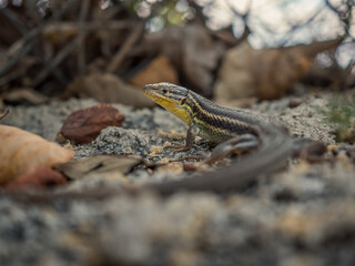 Macro shot of an Iberian lizard lying between rocks. Autumn day at sunset. Scaled lizard with yellow details in Moratalla, Murcia (Spain). Scale details.