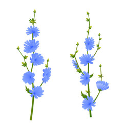 Fototapeta na wymiar Blue chicory flowers. Blossoming branch. Isolated on white background. Botanical style, vector illustration.
