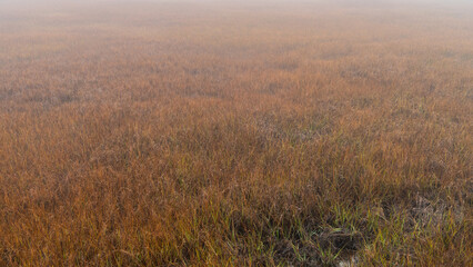 Foggy Salt Marsh Grass