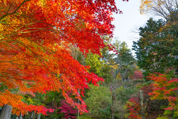 山梨県富士吉田市　新倉山浅間公園の紅葉