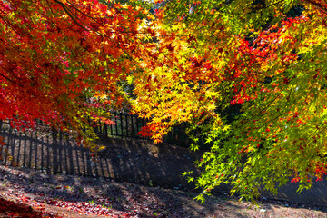 山梨県富士吉田市　新倉山浅間公園の紅葉