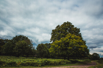 &Aacute;rbol entre &aacute;rboles