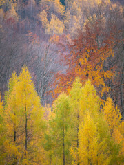 Colorful autumn forest