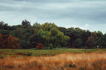 Paisaje con &aacute;rboles