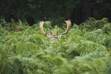 Ciervo entre helechos