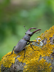 The stag beetle Lucanus cervus in Slovak Republic