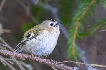 Goldcrest