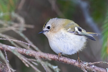 Goldcrest