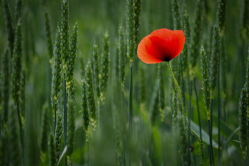 Red poppy flower in a summer field.