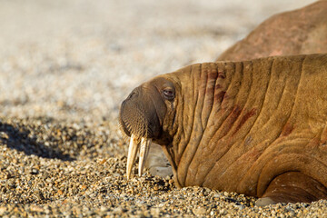 Large walrus lying on the beach at the waters edge in the Arctic sun