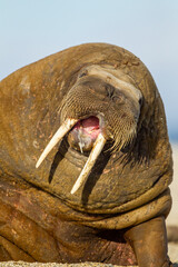 Large walrus lying on the beach at the waters edge in the Arctic sun