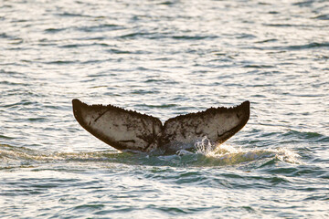 Fototapeta premium Humpback whale diving for prey amongst the kittiwakes in the Arctic ocean 