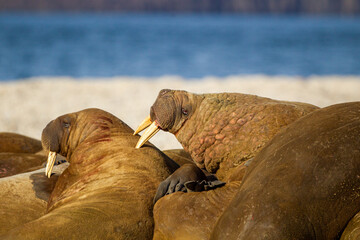 Large walrus lying on the beach at the waters edge in the Arctic sun