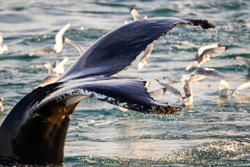 Humpback whale diving for prey amongst the kittiwakes in the Arctic ocean	