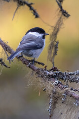 Willow tit