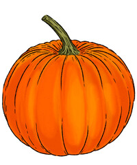 Digital drawing of pumpkin squash isolated transparent background