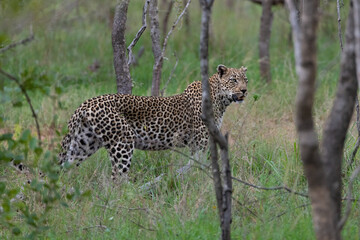 Female leopard in the savannah