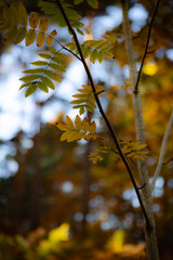 autumn in the forest
