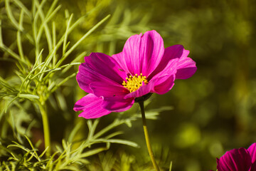 Fototapeta premium Pink garden cosmos flower blooming in the garden