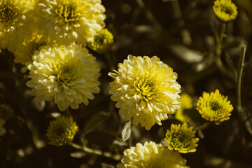 Close up of yellow chrysanthemum flowers chrysanthemum flowers