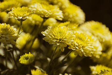 Close up of yellow chrysanthemum flowers chrysanthemum flowers