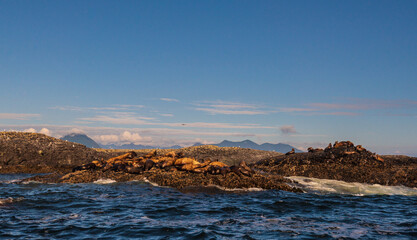 pacific ocean seascape in front of Tofino, Vancouver Island, Canada