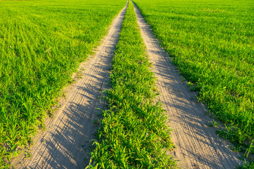 road in the field
