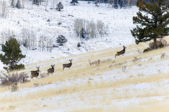 Deer Herd in Snow