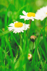 Close-up of white daisy flowers in a meadow in green grass. Macro shot outdoors from a low angle. Vertical frame.