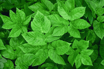 Patterned background of many green leaves of the plant. Top view outdoors.