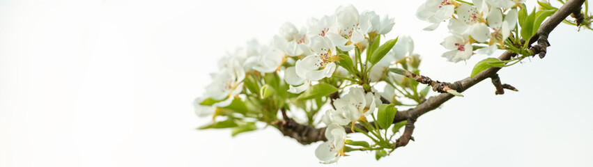 Springtime flowering fruit tree branch. Close up outdoors from low angle view. Web banner. Copy space.