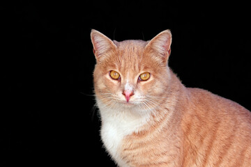 A cinnamon stray cat watches around