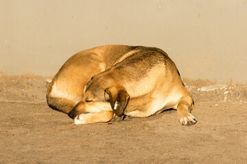 A free-ranging dog is a dog that is not confined to a yard or house
