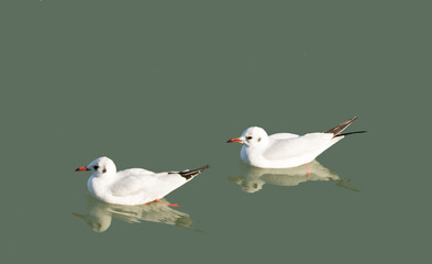 Two black headed gulls (Chroicocephalus ridibundus) swimming at river