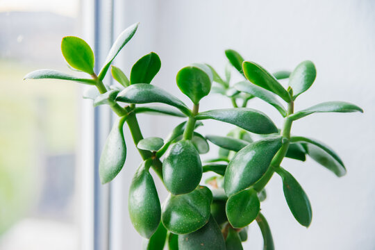 Juicy houseplant Crassula on the windowsill against the background of the window. A flower in a white pot in the room.
