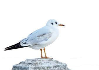 A young black-headed gull (Chroicocephalus ridibundus) watching around. This species is a small gull that breeds in much of the Palearctic.