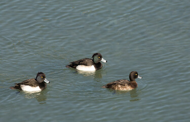 Two males and one female tufted ducks (Aythya fuligula) swimming at river