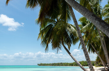 Fototapeta na wymiar paradisiacal beach of white sands and turquoise waters with its palm tree
