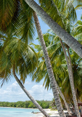 Fototapeta premium paradisiacal beach of white sands and turquoise waters with its palm tree