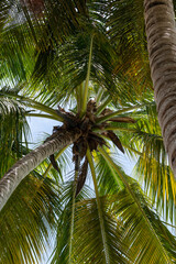 caribbean coconut palm tree paradise island