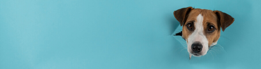 Funny dog muzzle jack russell terrier sticks out of a hole in a blue cardboard background....