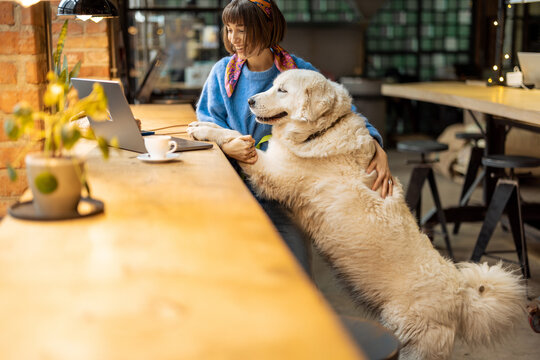 Woman sits with her cute adorable dog at modern coffee shop and works on laptop. Pet friendly places and spending time with pets concept